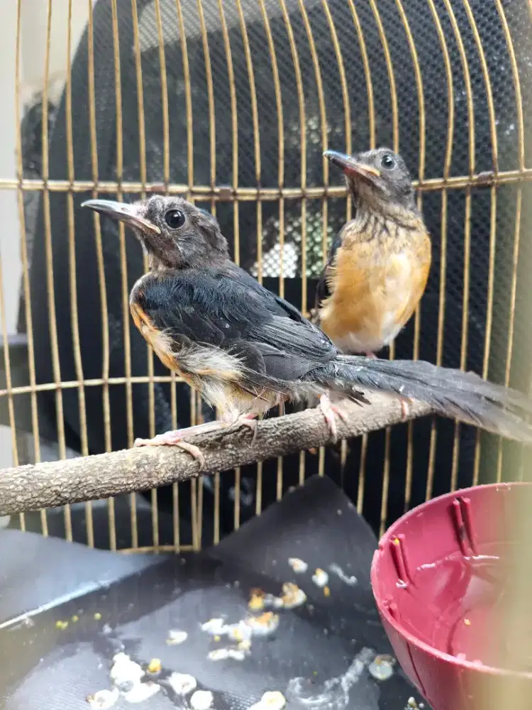 Murai trotol Jantan Tuker Dewasa