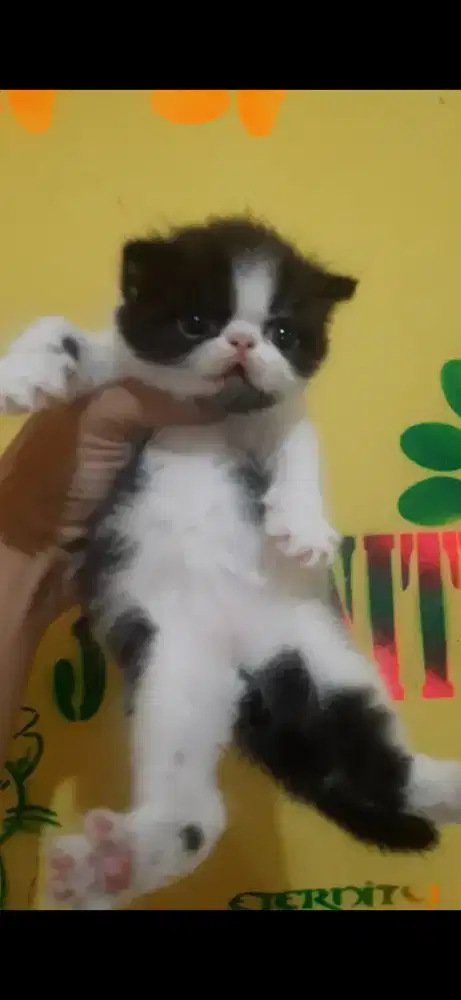 Kitten peaknose munchkin ns