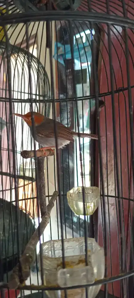 Jual burung prenjak atas rajin