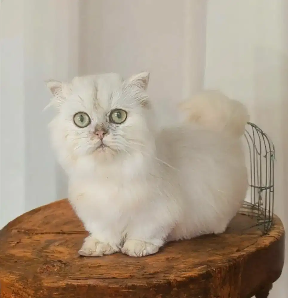 Munchkin BLH silver jantan