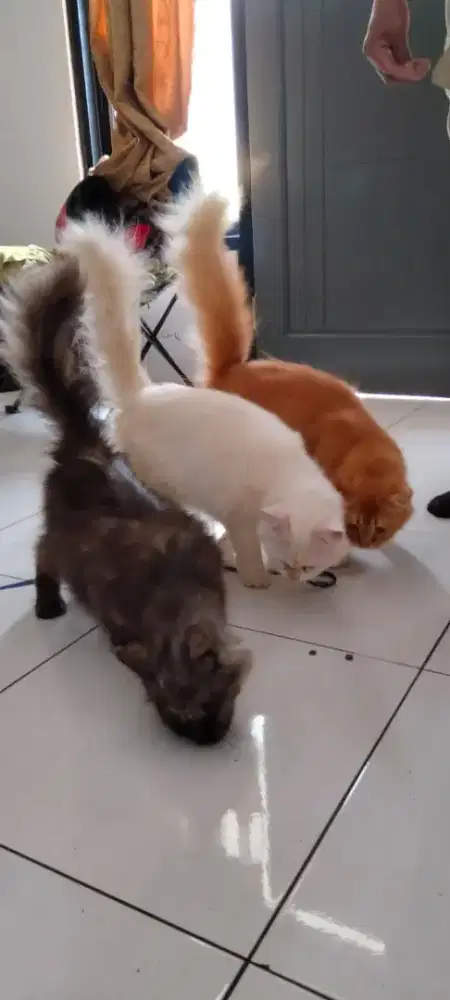 Lepas Adopsi Persia Golden Hilmalaya