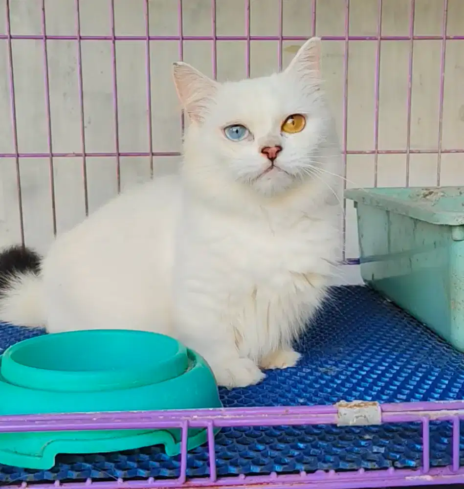 Munchkin gaelic straight odd eyes