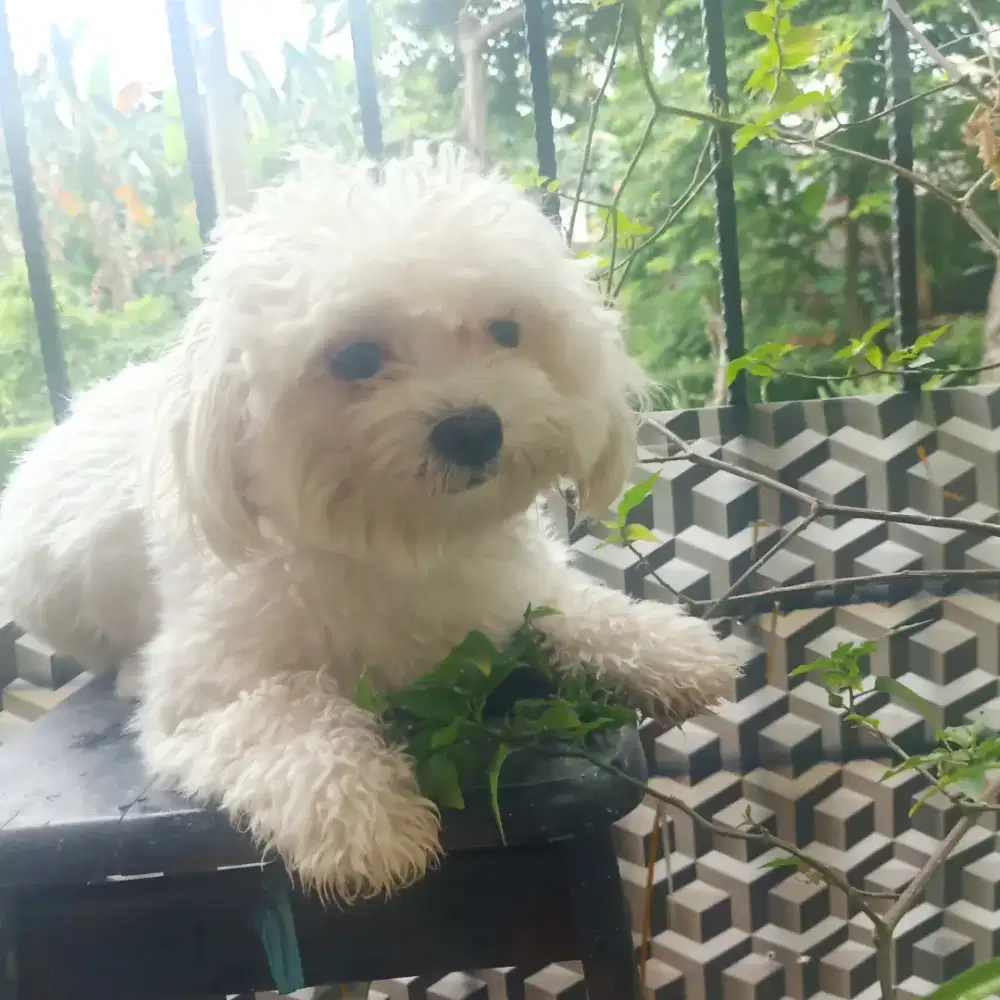 cute White Maltese