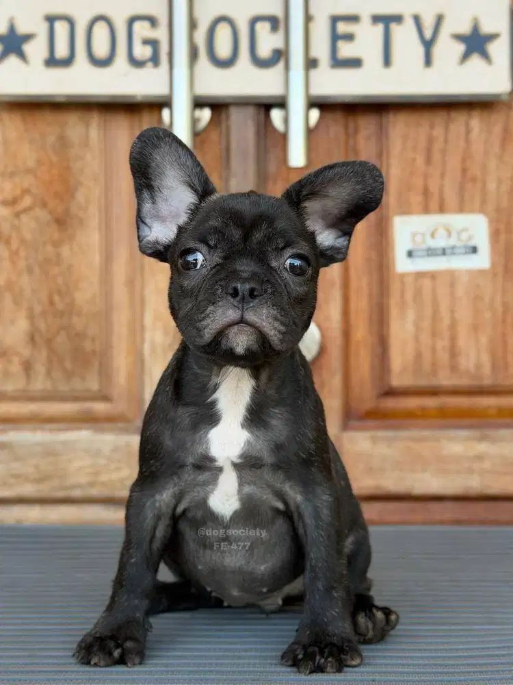French Bulldog Imut dan Menggemaskan