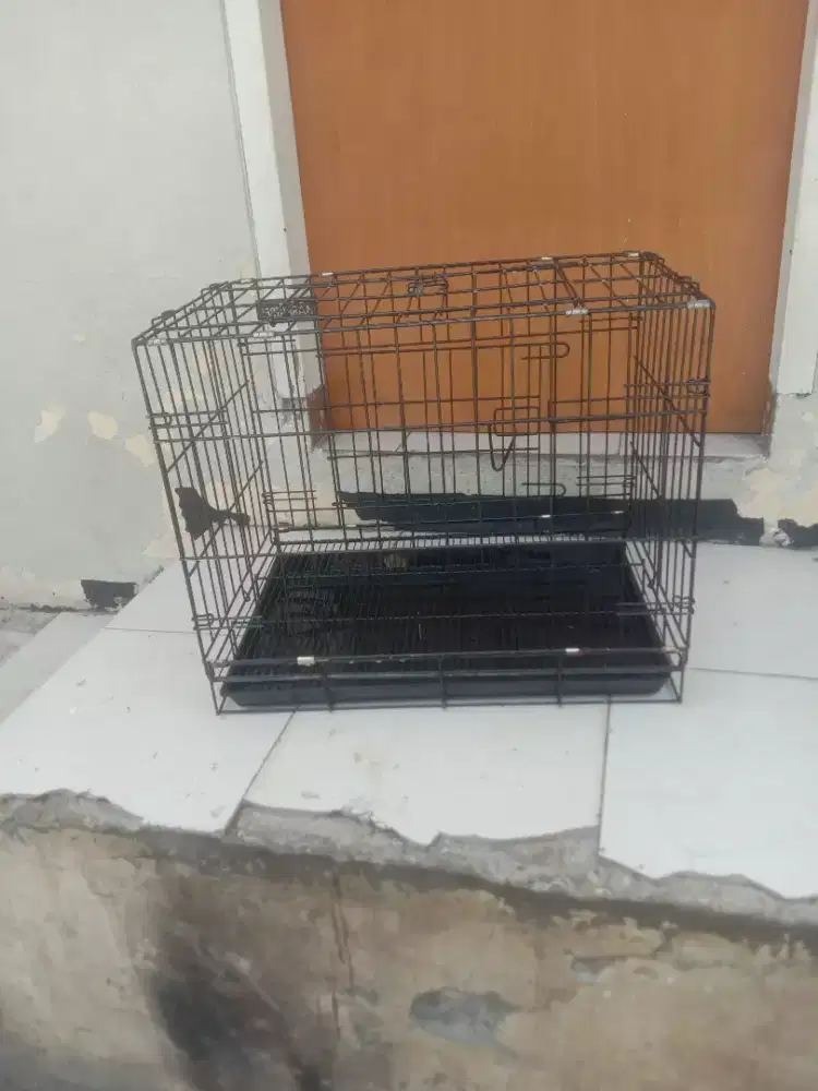 Weuteh kenh beli dari baru