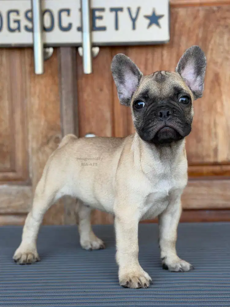 French Bulldog Puppy Super Lucu