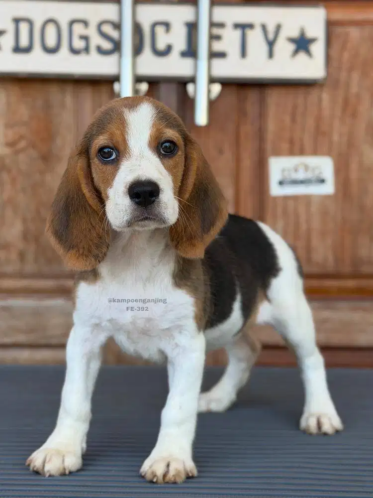 Beagle Puppy Super Imut