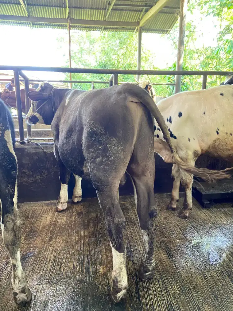 Sapi Qurban Simmental