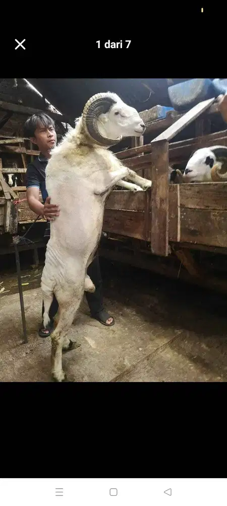 Sapi domba qurban