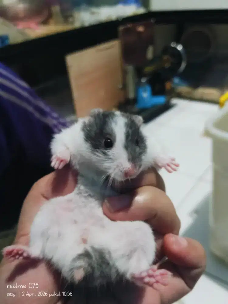 Hamster syrian 2 bulan