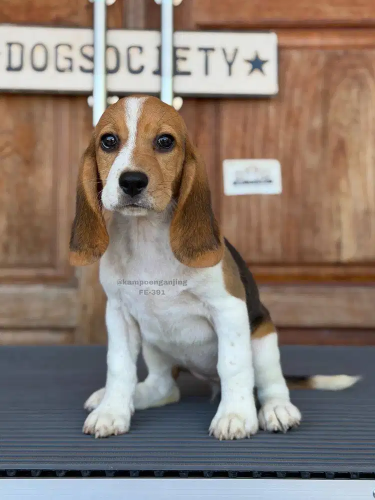 Beagle Ceria dan Lincah