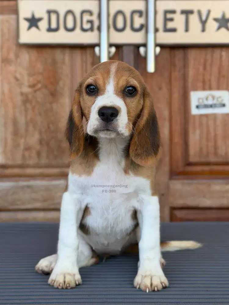 Puppy Beagle Manis dan Aktif