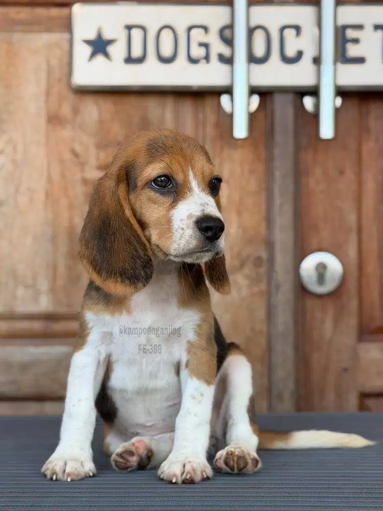 Beagle Pintar dan Setia