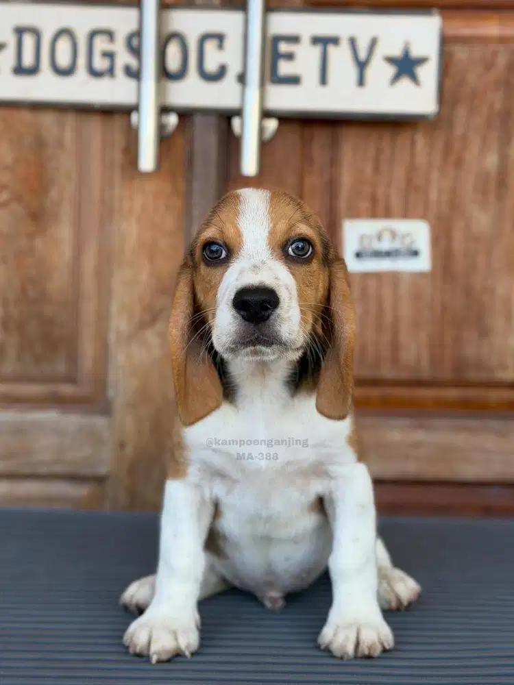 Beagle Cocok untuk Keluarga