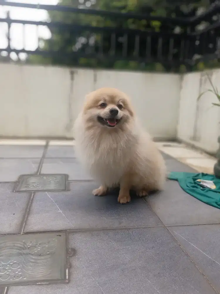 Pompom Pomeranian