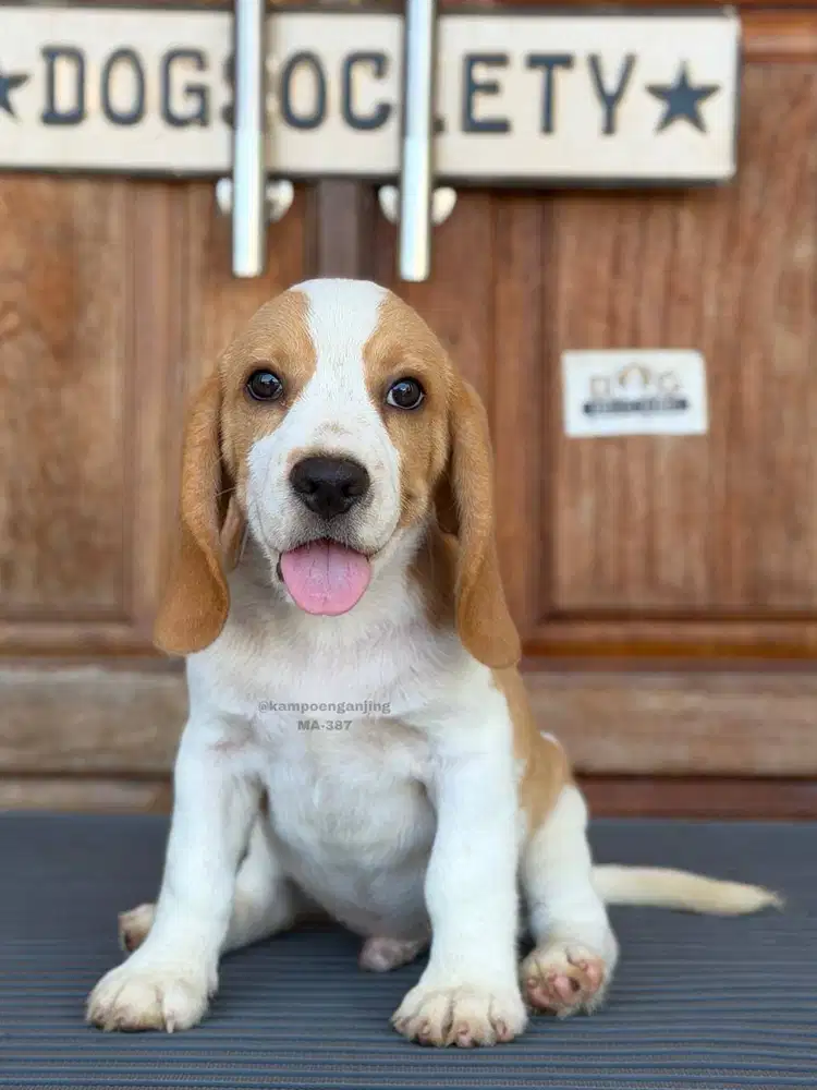 Beagle Lucu Bikin Gemas