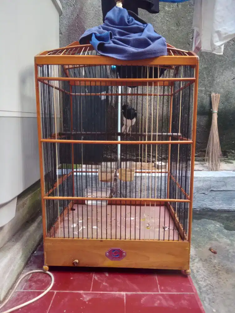 Kacer ring ternakan gacor