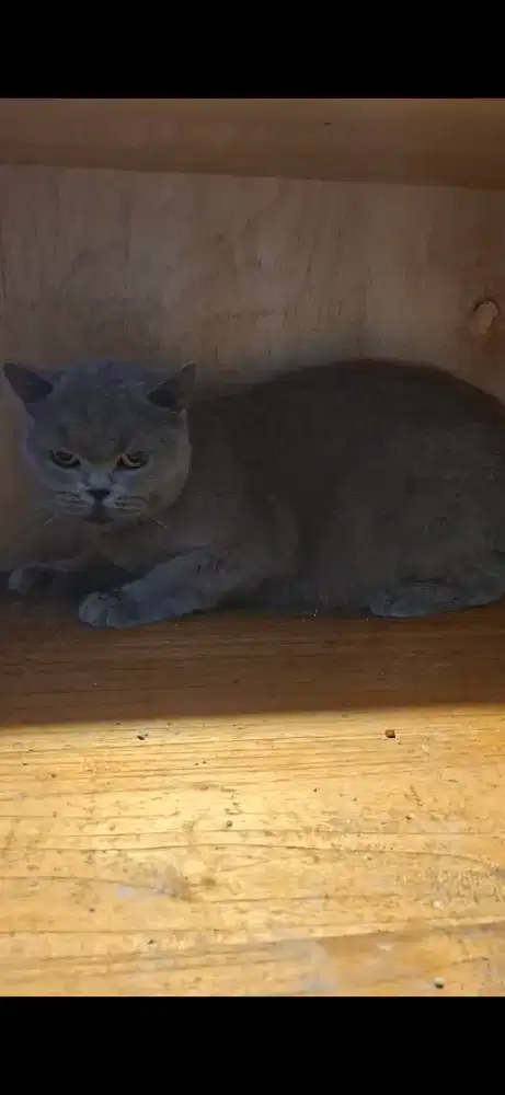 Kucing british shorthair ( bsh )