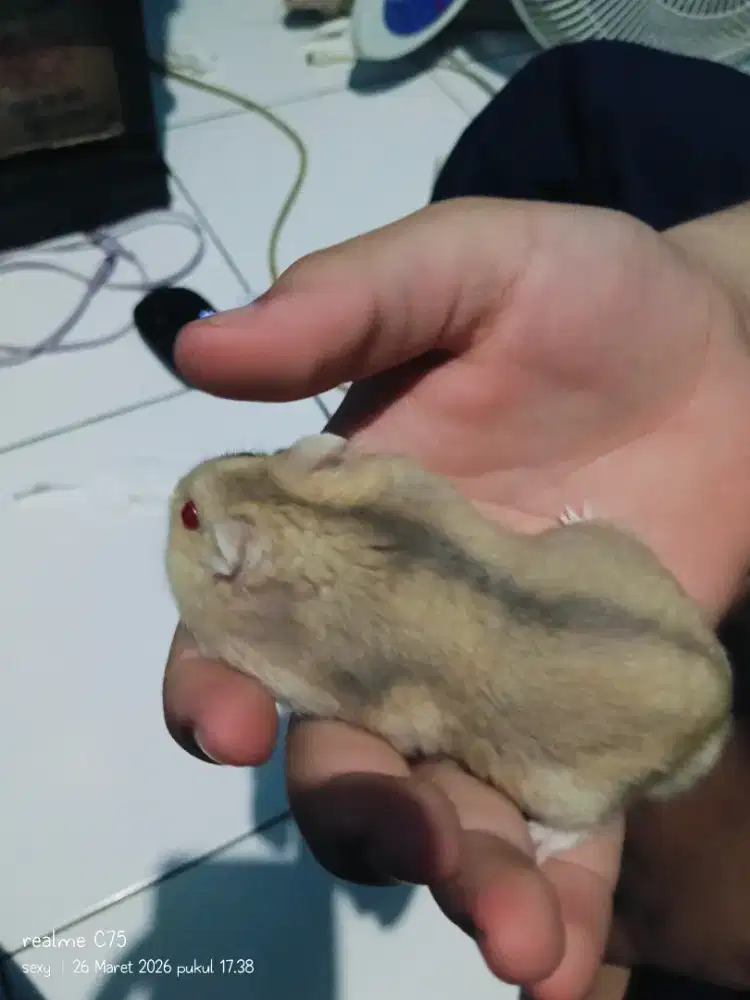 Indukan Hamster Winter White Jantan