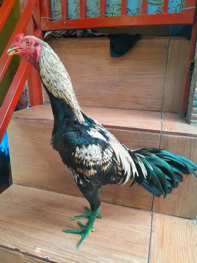 Ayam Bangkok Muda Super