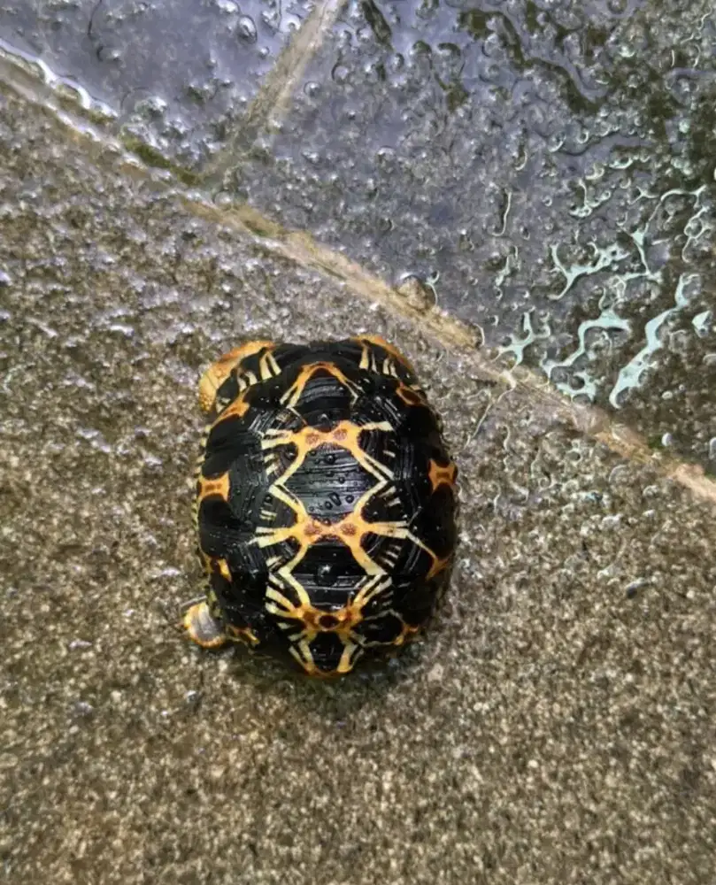 radiata baby size 7cm, rakus dan makan pelet