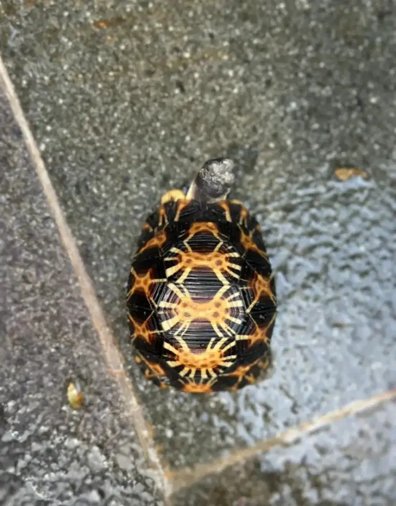 Kura Darat Radiata 8cm, rakus