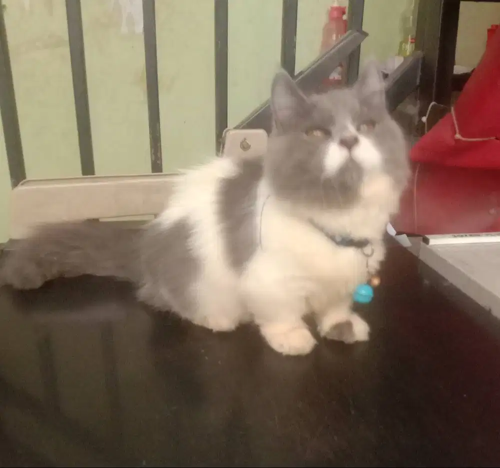 Kucing Kitten Munchkin BSH Jantan