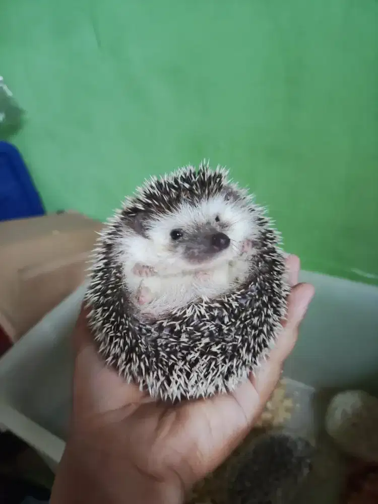 Landak mini saltpaper