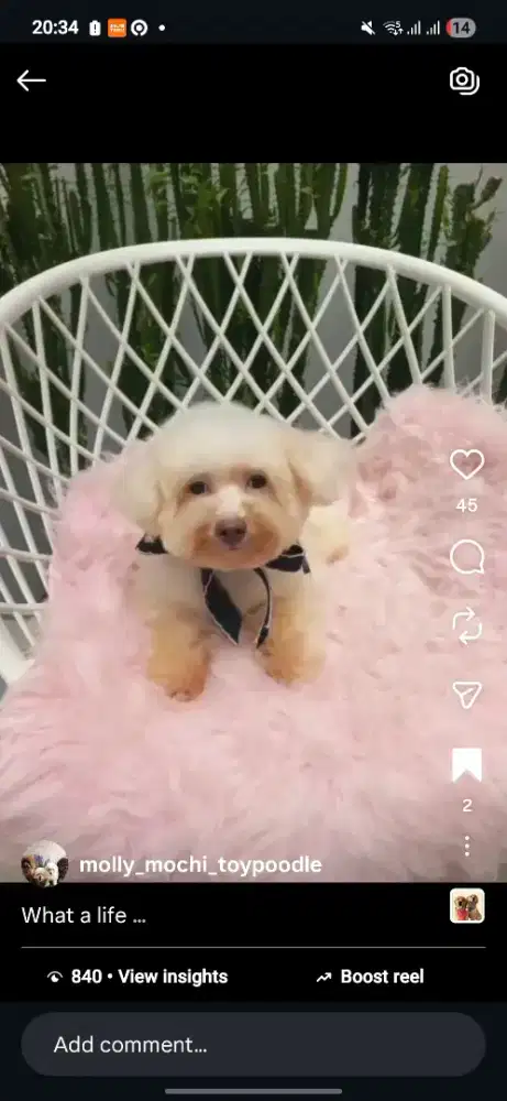 Poodle betina stambum perkin