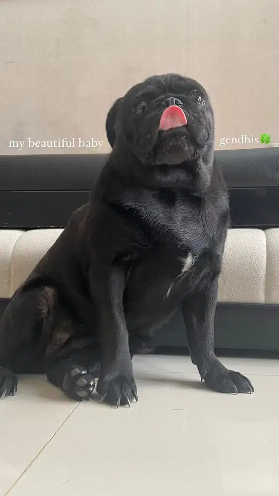 Dijual anjing pug stambum