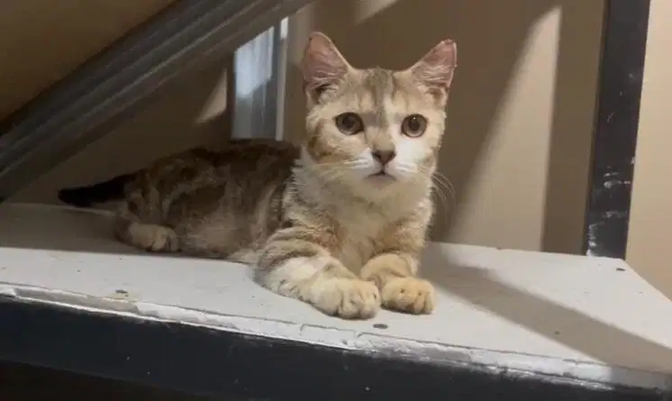 Munchkin golden tabby jantan bukan bsh