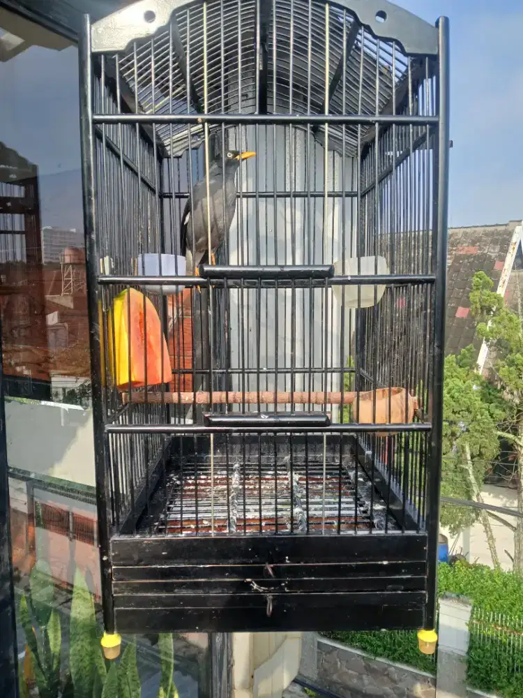 Jalak kebo gacor variasi jinak