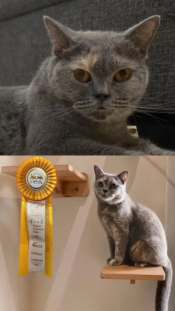 Bsh blue tortie betina adult