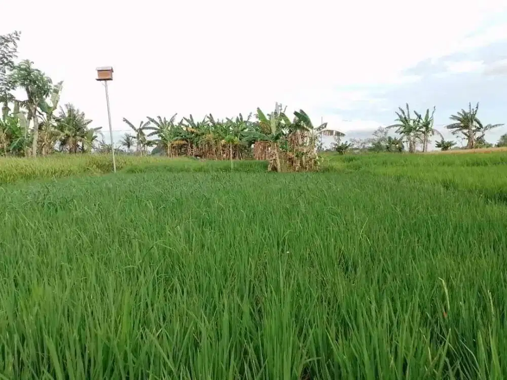 Dijual Tanah Sawah Murah di Seyegan
