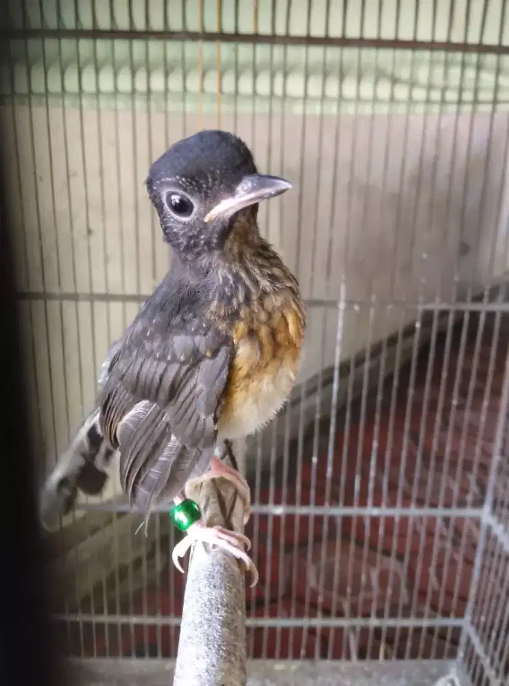 Murai batu trotol mandiri