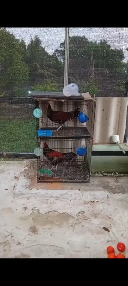 Ayam bekisar merah muda
