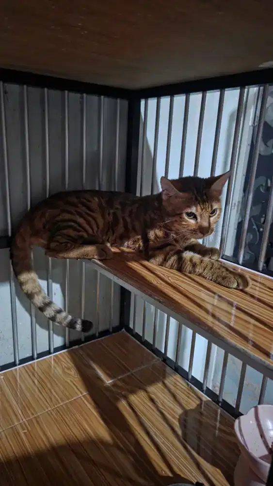 Kucing B.e.n.g.a.l jantan umur 8bulan sudah vaksin