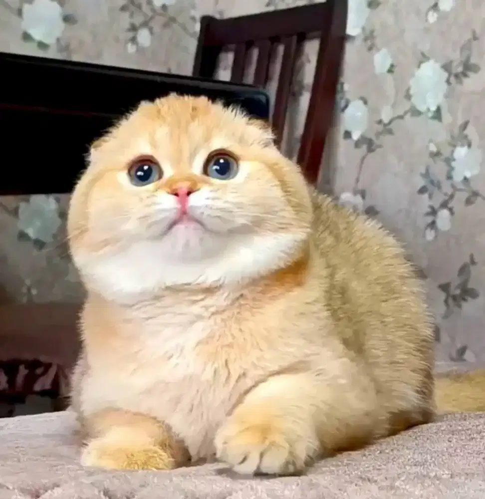 Scottish fold golden import sudah ready