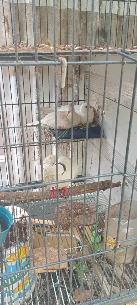 Jual murah burung puter 3 ekor