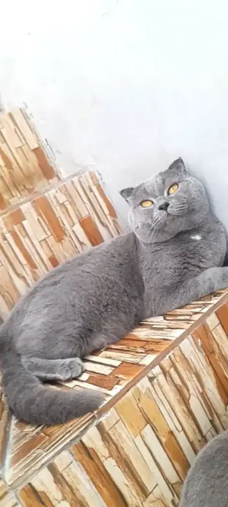 Jasaa kawin scottish fold
