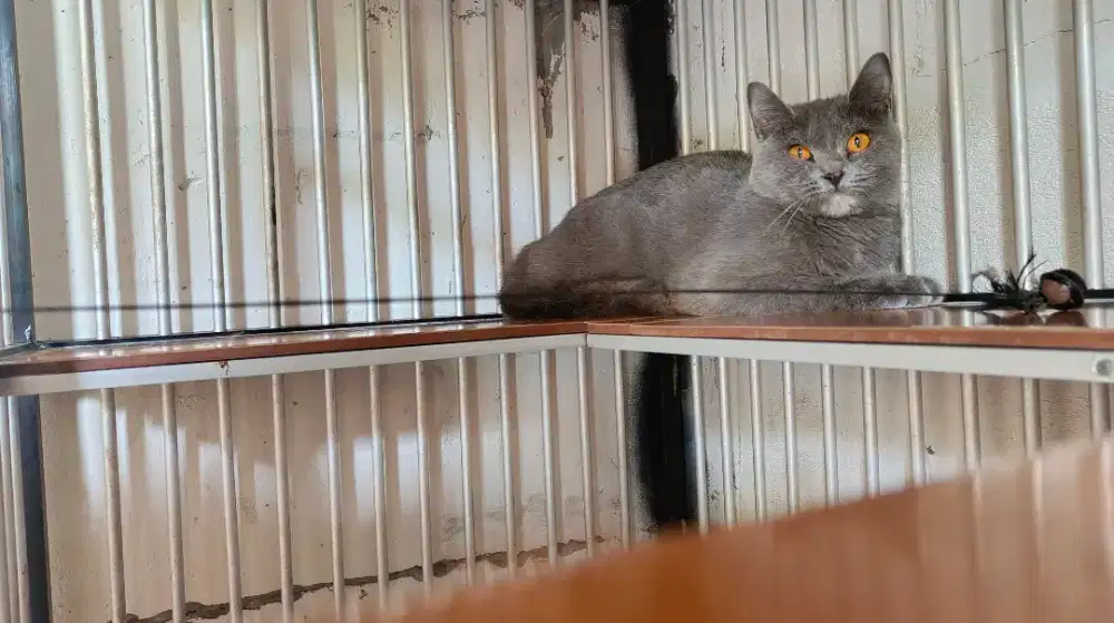 Bsh blue tortie 1× proven