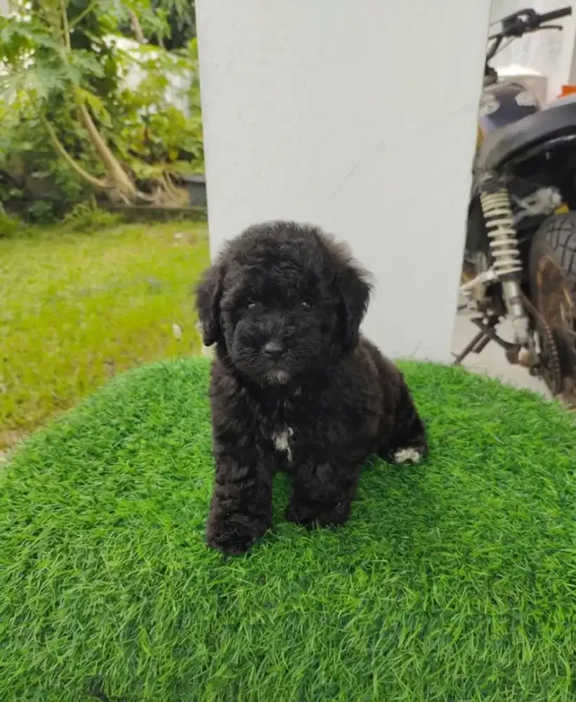Black Toy Poodle Female