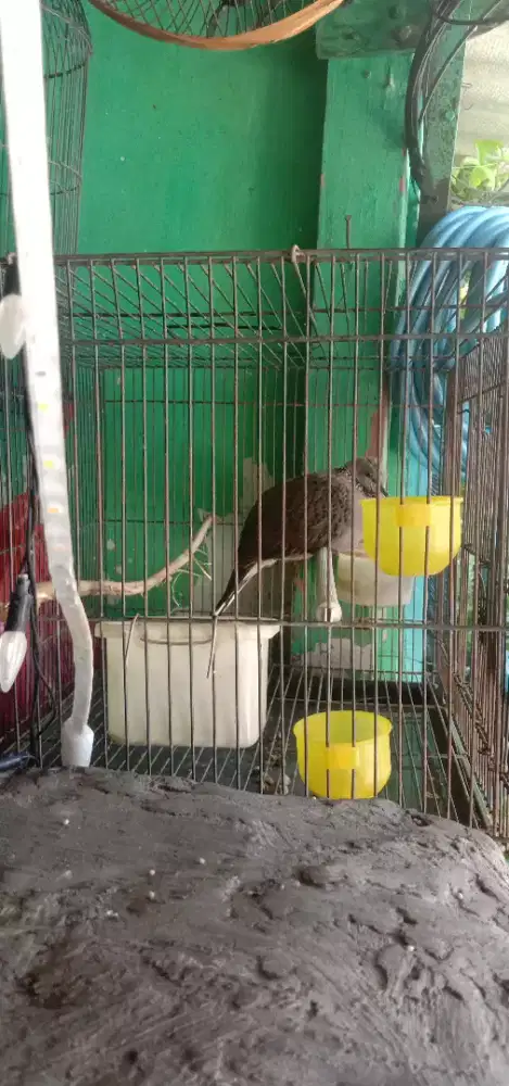 Burung kicauan anggungan