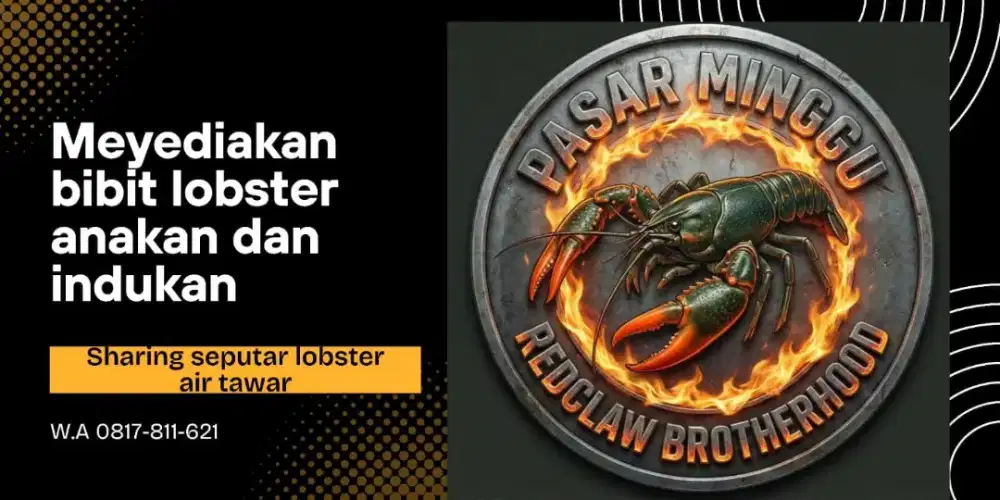 Udang lobster air tawar