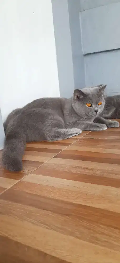 Jasà pàcaķ British shorthair