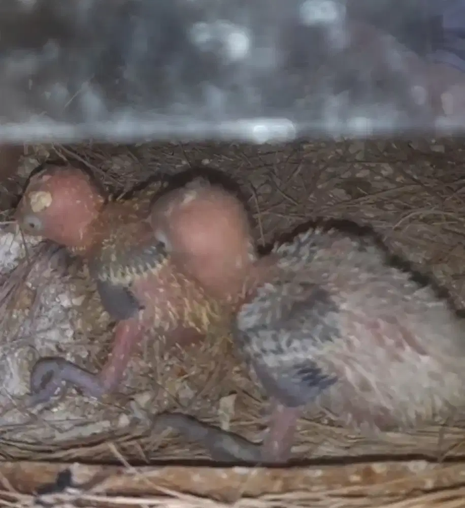 Anakan Lovebird Biola