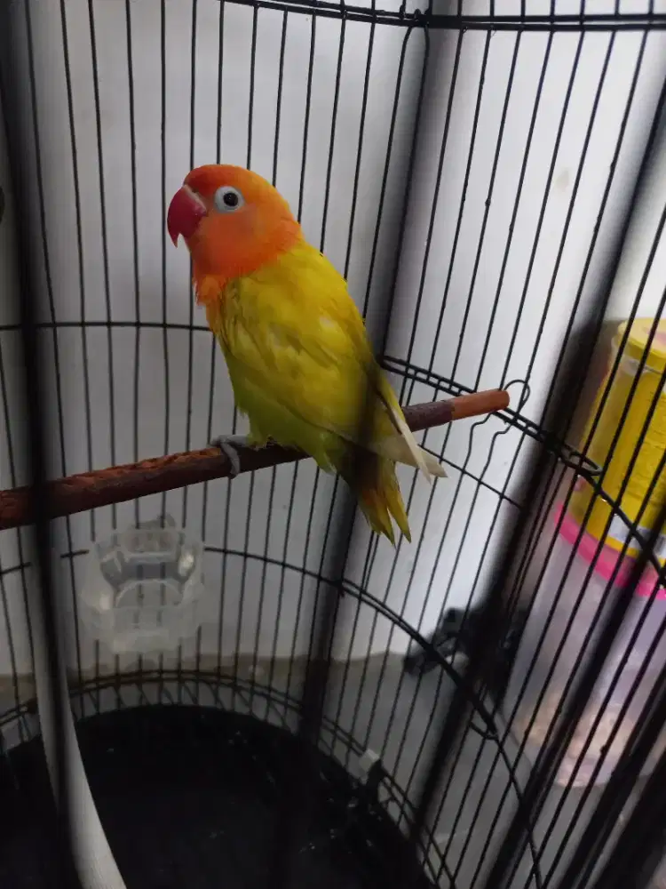 Lovebird Paud Paskun