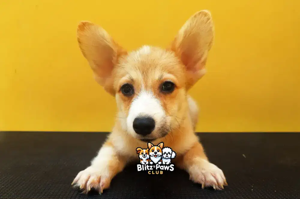 Jual Puppy Pembroke Welsh Corgi