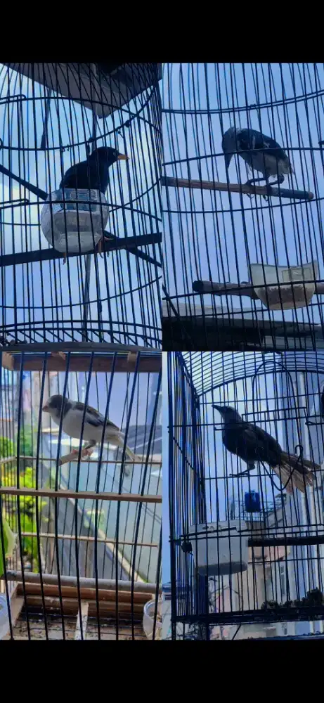 Burung rajin burja