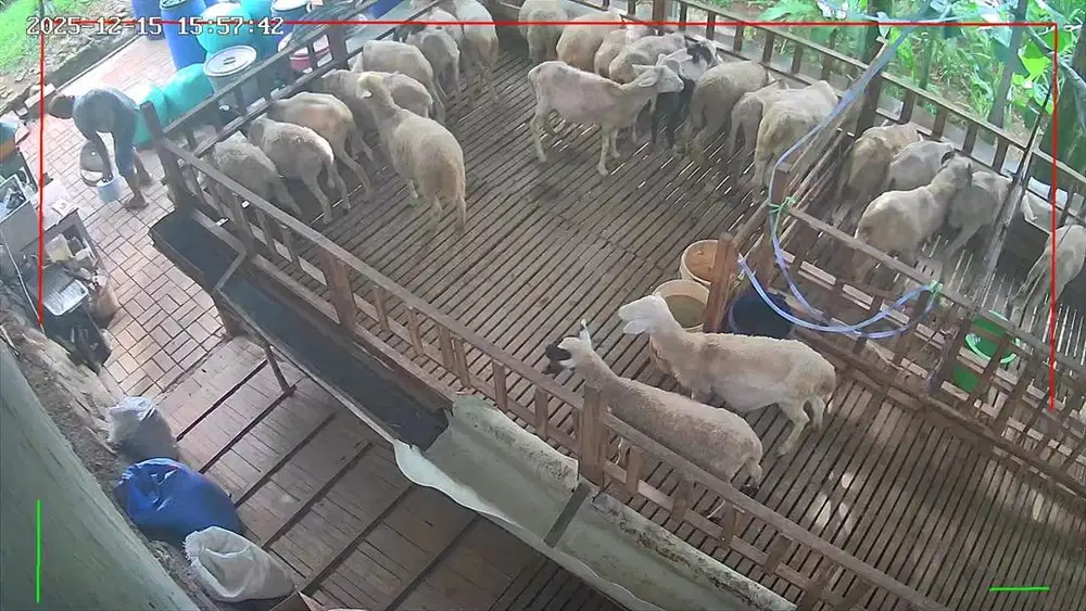 Lowongan ngurus kebun & ternak